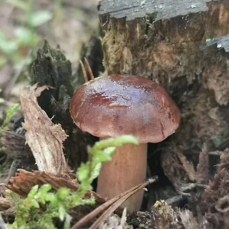 Chalet Drewniany Nad Miedwiem *