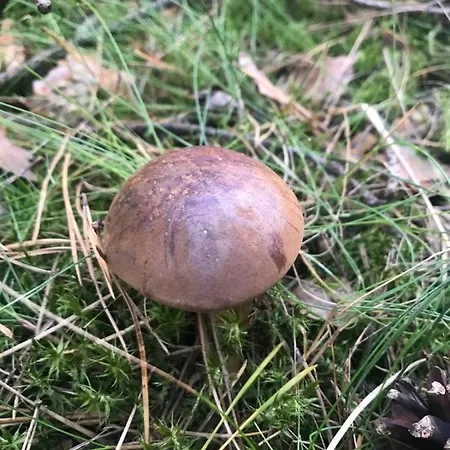 Drewniany Nad Miedwiem